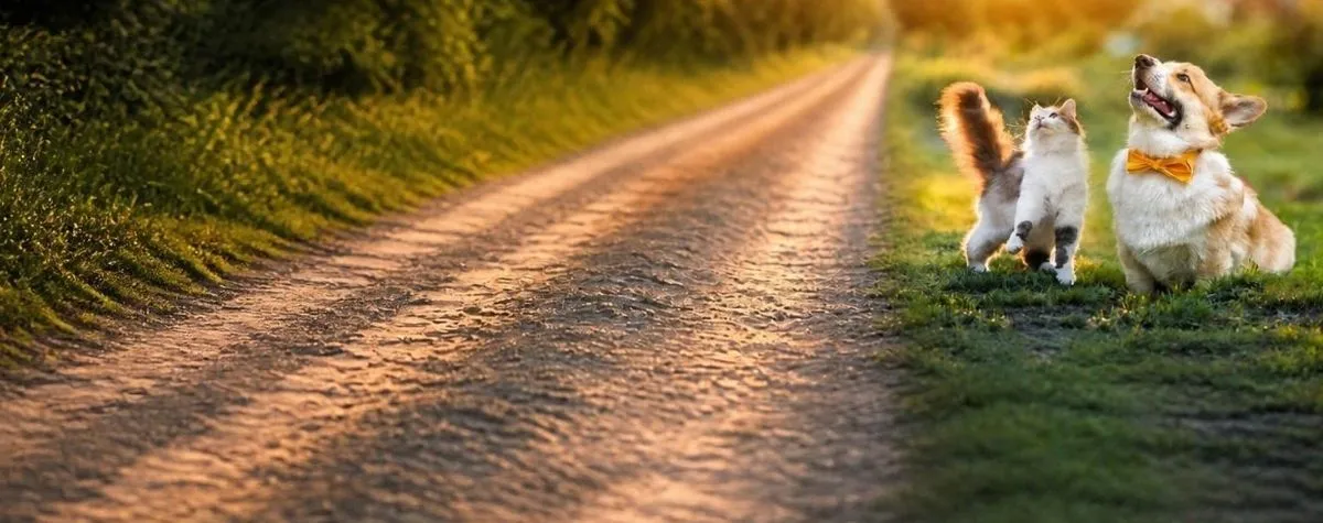 two dogs beside a gravel road, looking up at the sky, excitedly