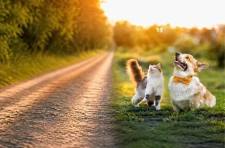 two dogs beside a gravel road, looking up at the sky, excitedly